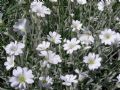 Cerastium tomentosum